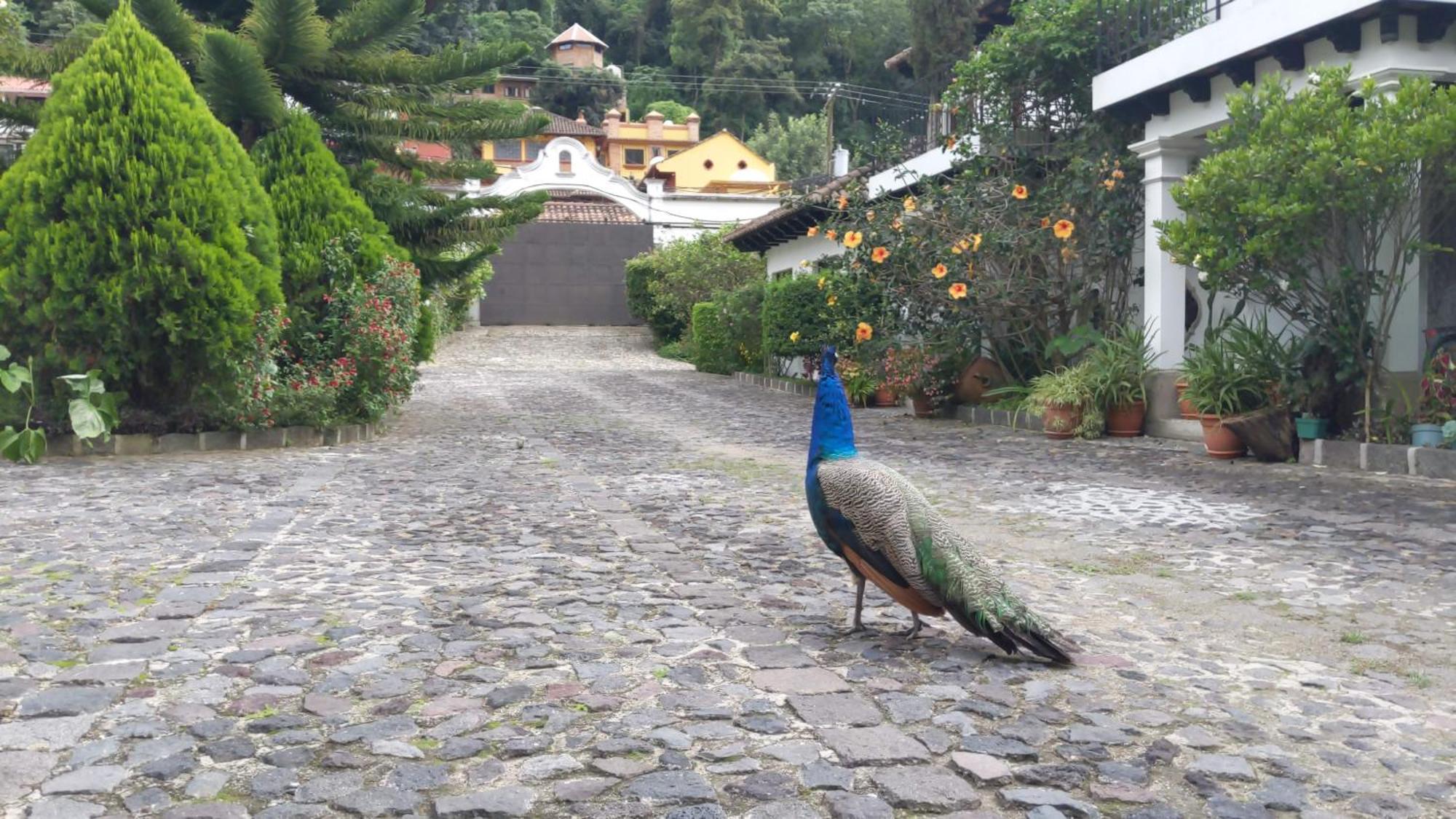 Hostal Casa Buho Antigua Luaran gambar